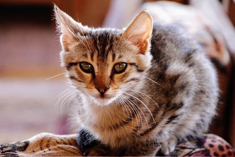 brown cat selective focus photography, Kitten, Cute, Pet, Adidas HD wallpaper