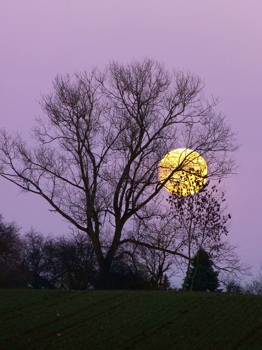 bare tree behind sunset, moon, full moon, moonrise, evening, twilight, HD wallpaper