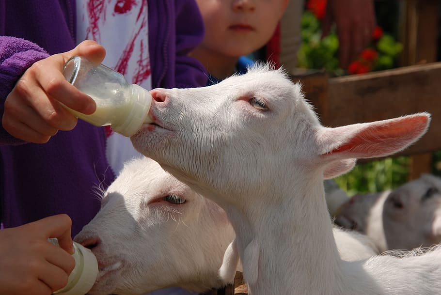 Goat, Bottle, Feed, Suck, Feeding, feeding bottle, animal, mammal HD wallpaper