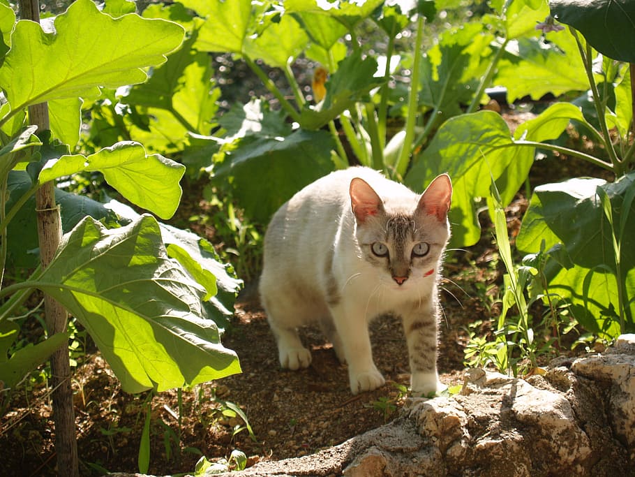 cat, hunter, wild, nature, one animal, animal themes, mammal HD wallpaper