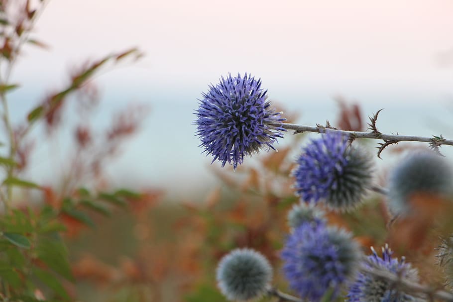 flowers, sunset, thistle, flowering plant, purple, growth, freshness HD wallpaper