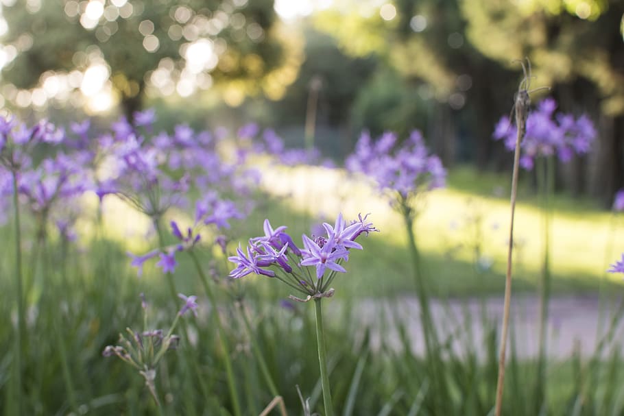 violet, garden, nature, flower, flowering plant, beauty in nature HD wallpaper