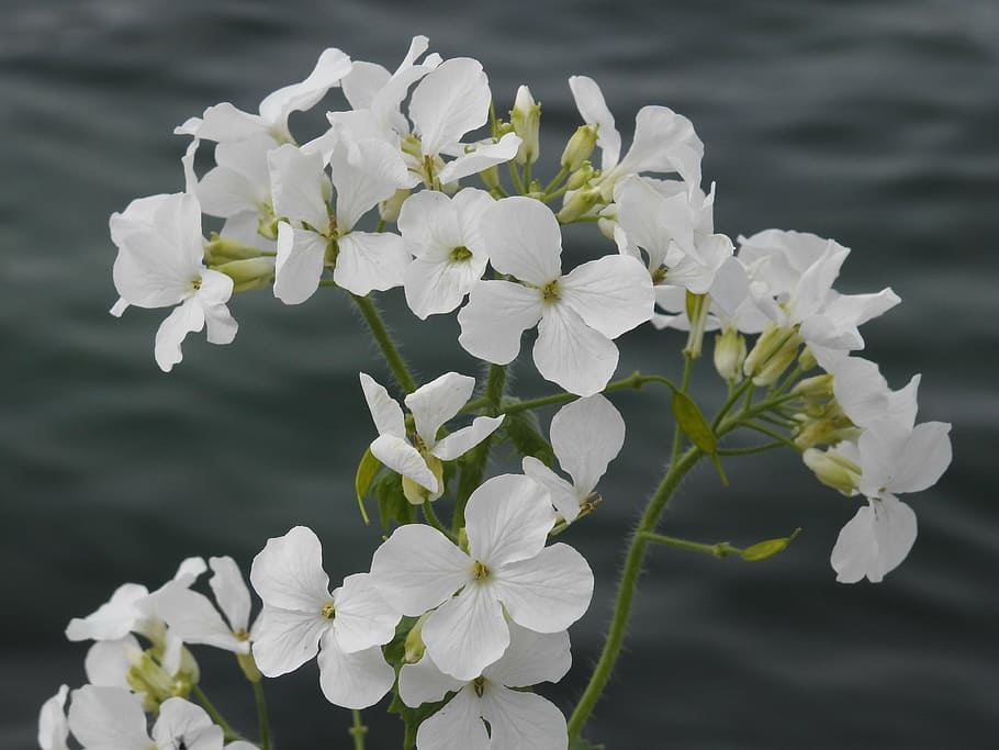 flowers, spring, white, colors, bloom, flowering plant, vulnerability HD wallpaper