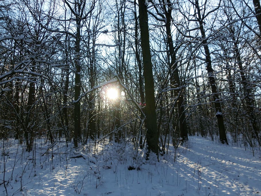 forest, sun, nature, wintry, snowy, winter, cold temperature HD wallpaper