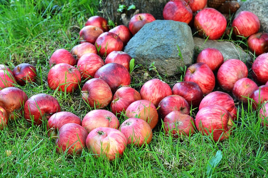 apple, apples, fruit, grass, sad, garden, red, nature, food HD wallpaper
