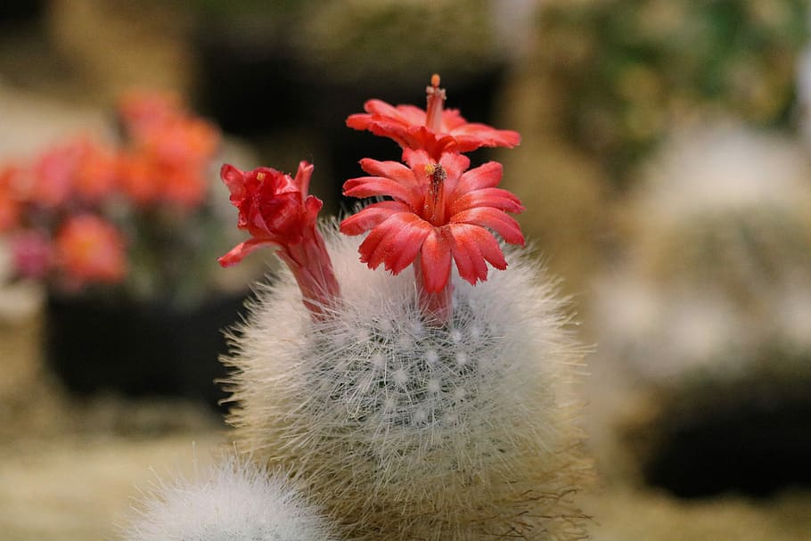 cactus, flowering, sukulent, flowering plant, close-up, freshness HD wallpaper