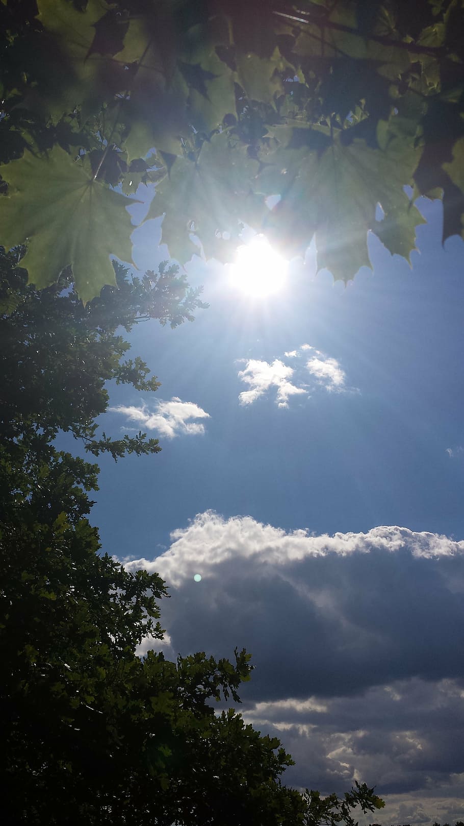 landscape, sun, clouds, leaves, trees, back light, sky, plant HD wallpaper