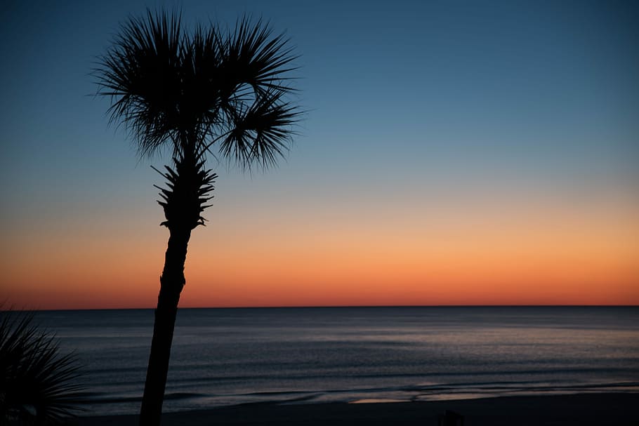 Palm Tree at sunset, silhouette photo of tree and body of water during dawn HD wallpaper