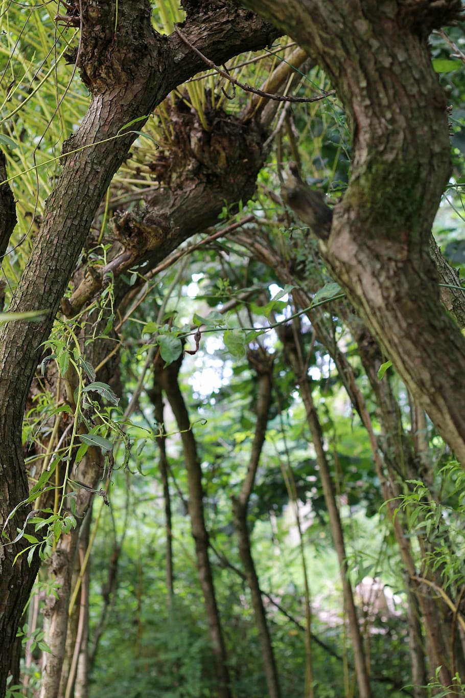 trees, arc, vista, plant, trunk, tree trunk, growth, forest HD wallpaper