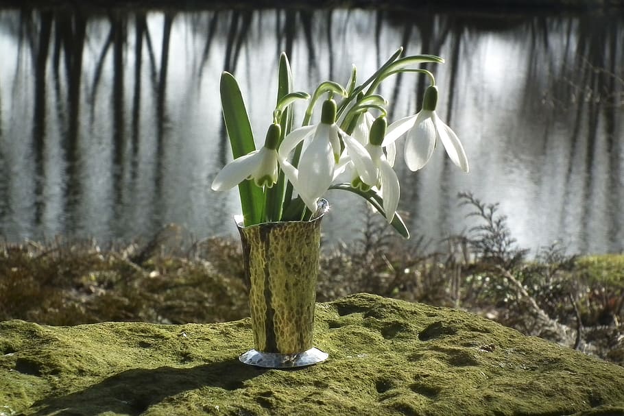 snowdrop, white, pond, nature, blossom, bloom, plant, growth HD wallpaper
