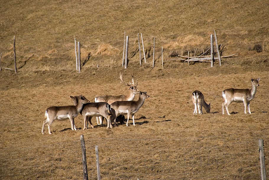 Wild, Fallow Deer, Mammal, Roe Deer, hirsch, antler, kitz, graze HD wallpaper