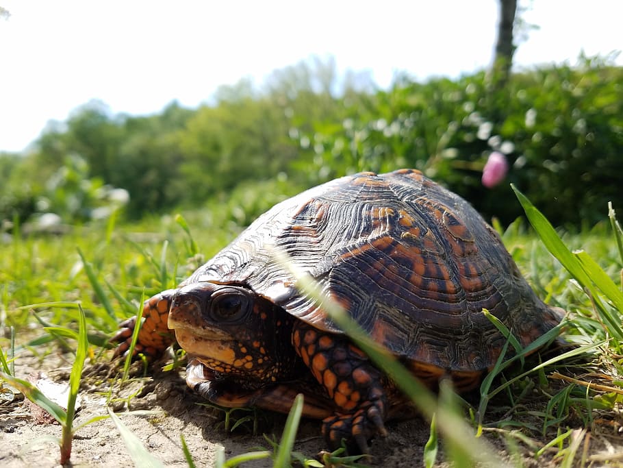 turtle, nature, grass, natural, wild, shell, wildlife, tortoise HD wallpaper