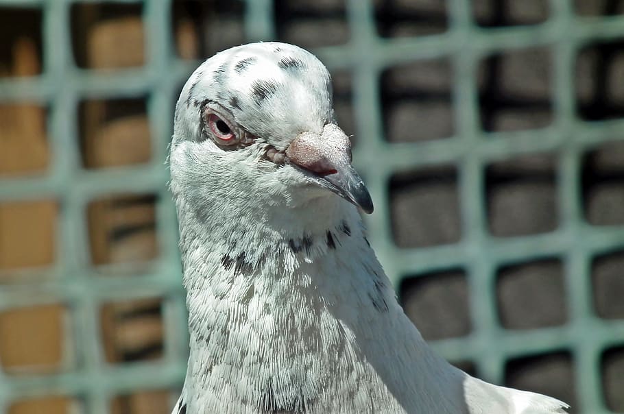 dove, postal codes, kennel, bird, animals, spring, plumage HD wallpaper