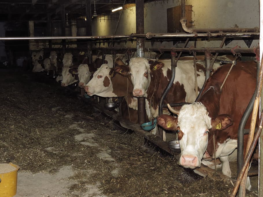group of cows inside of barn, cowshed, farm, stall, eat, animal HD wallpaper