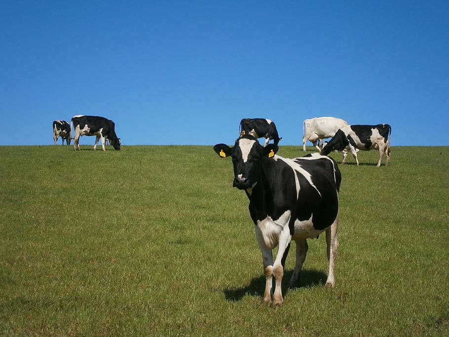 herd of black and white cows on grass lawn, field, grazing, farm
