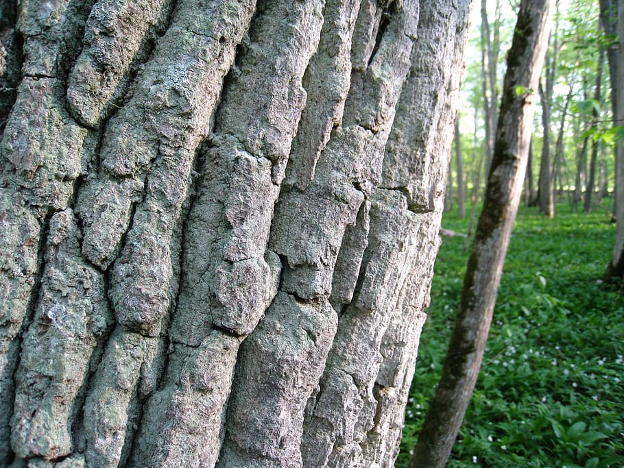 tree, tribe, bark, spring, greenery, flowers, forest, tree trunk HD wallpaper