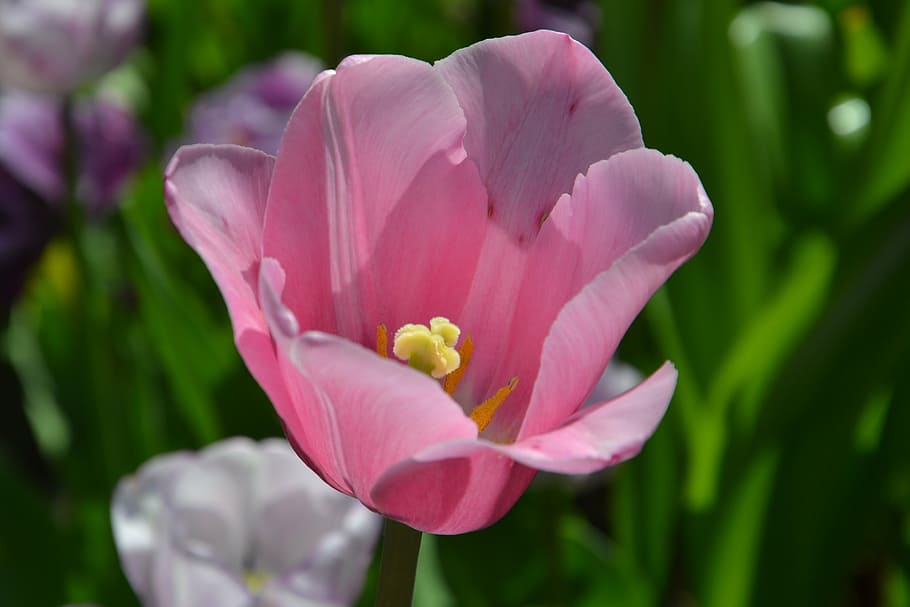 tulips, flowers, spring, nature, spring flower, bloom, flowering plant HD wallpaper