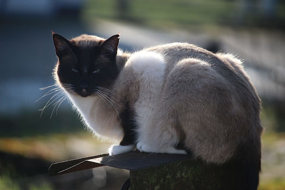 cat, siamese cat, breed cat, felidae, cat portrait, mammal HD wallpaper