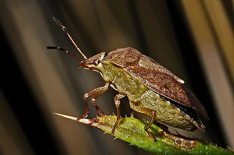 close-up photo of brown marmorated stink bug, shield-bug, macro HD wallpaper