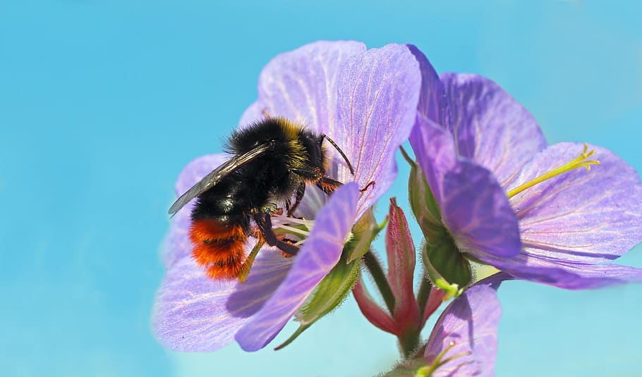 brown and black bee perched on purple flower, insect, nature HD wallpaper