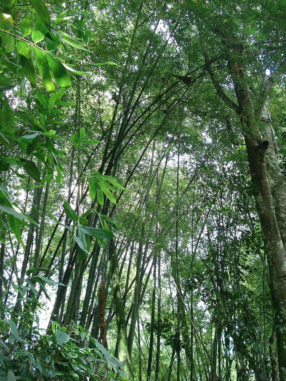 trees, nature, ecology, plant, growth, forest, green color HD wallpaper