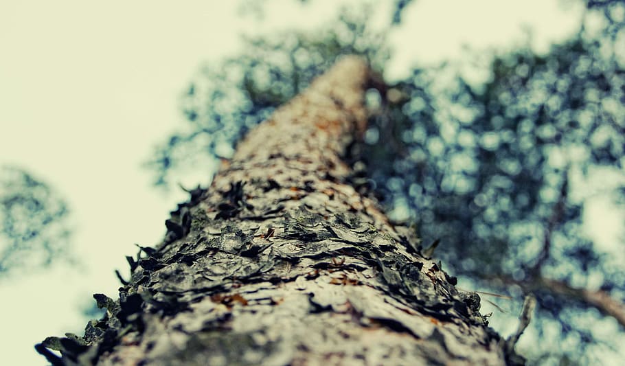 Forest, Tree, Nature, Bark, Trunk, the bark, close-up, backgrounds HD wallpaper