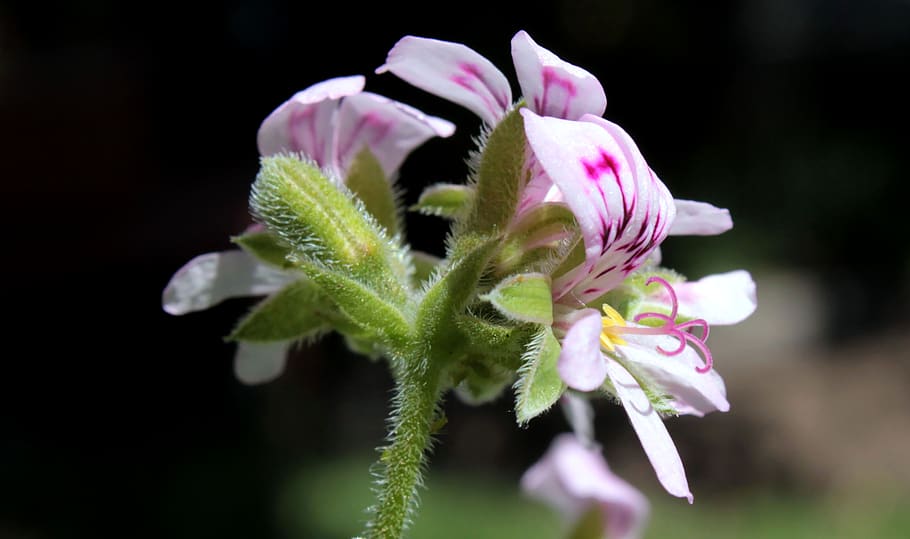 flower, plant, chile, flowering plant, freshness, vulnerability HD wallpaper