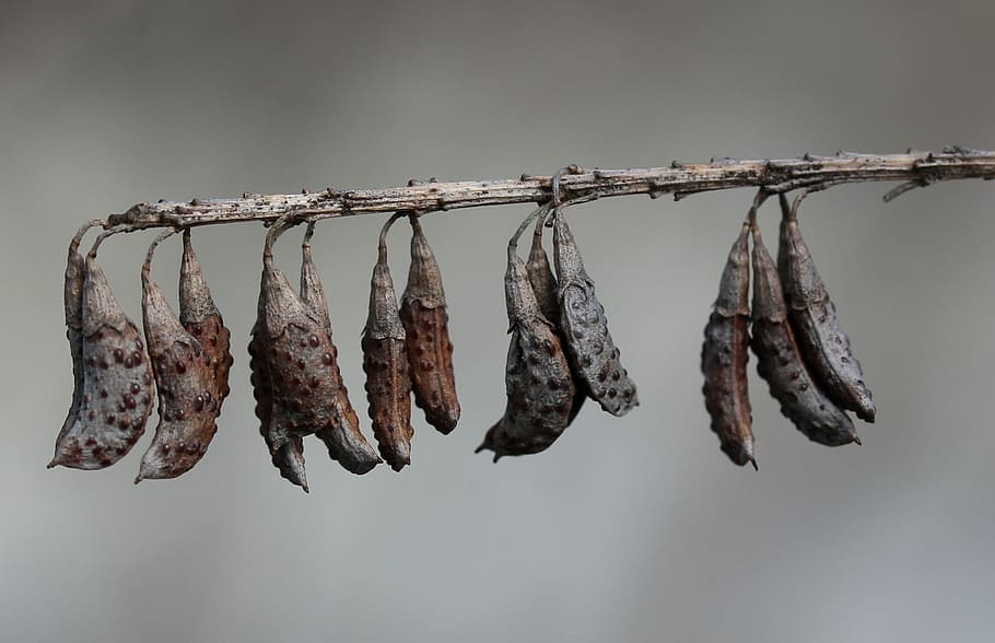 pod, dry, casey, hanging, drying, no people, side by side, food and drink HD wallpaper
