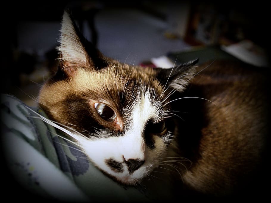 cat, siamese, mix, kitty, feline, animal, cute, pet, domestic HD wallpaper