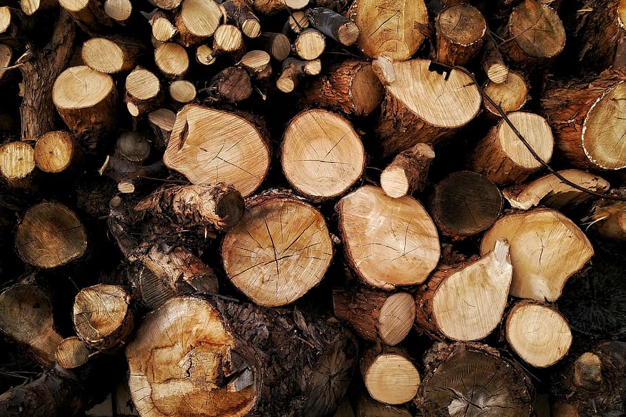 Chopped wood tree logs from forest, nature, natural, wood - Material