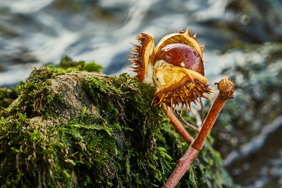 river, chestnut, autumn, focus on foreground, plant, no people HD wallpaper