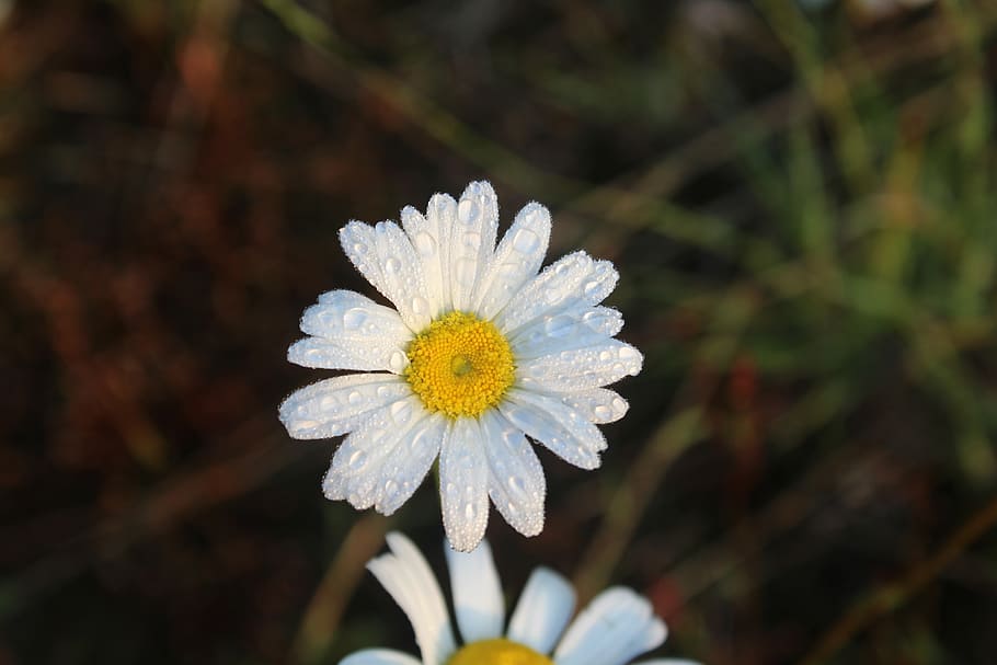 daisy, nature, flower, summer, plant, spring, green, natural HD wallpaper