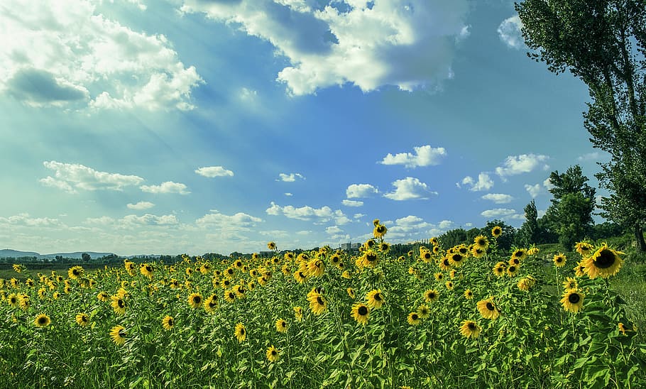 Yellow Sunflower Field Under Blue and White Sky, bloom, blossom HD wallpaper