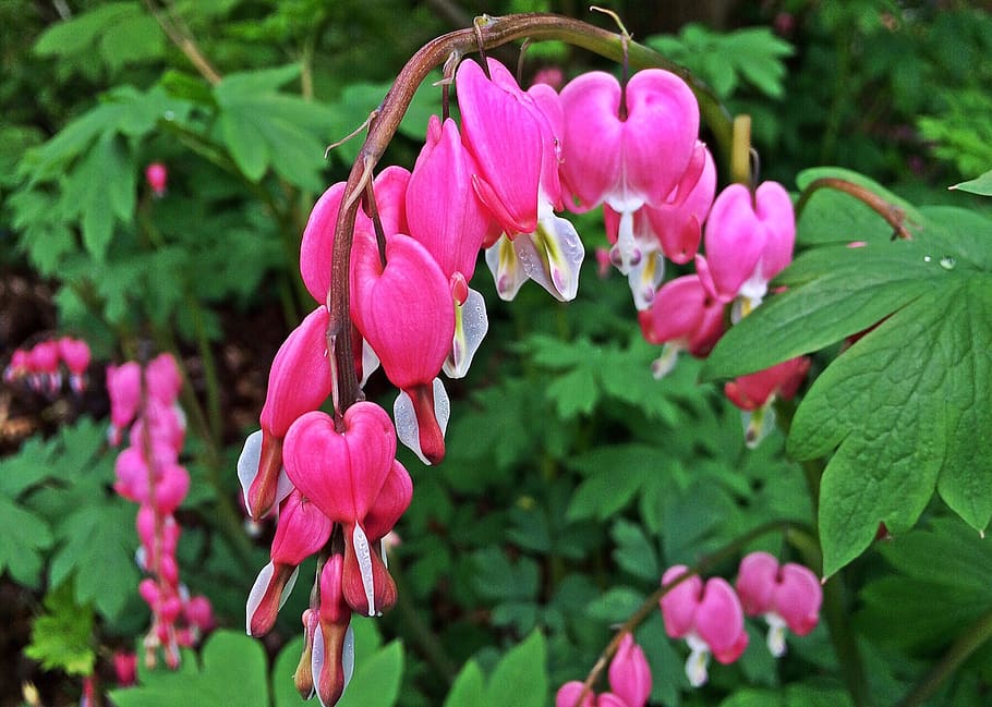bleeding-hearts, flowers, spring, pink, flowering plant, pink color, HD wallpaper
