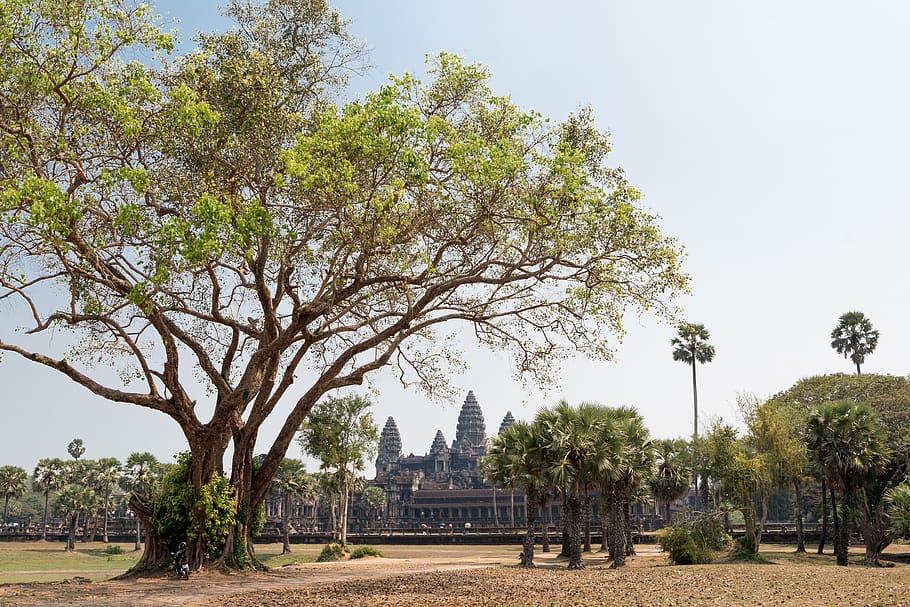 angkor wat, temple, siem reap, cambodia, ancient, religion, HD wallpaper