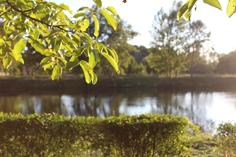 tree, trees, nature, autumn, deciduous tree, landscape, water HD wallpaper