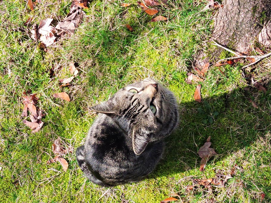 cat, considering, tree, lawn, animal, pet, contemplation, feline HD wallpaper
