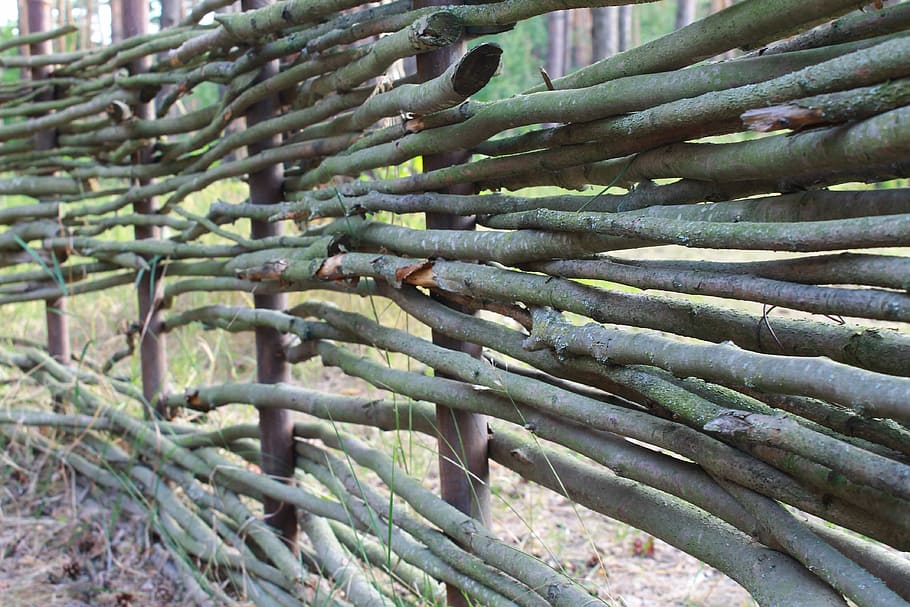 Fence, Stick, Tree, Summer, abundance, no people, full frame HD wallpaper