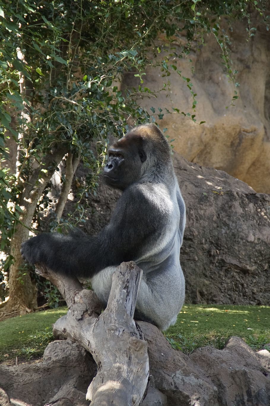 Gorilla Posing Stock Photo 38301469 | Shutterstock
