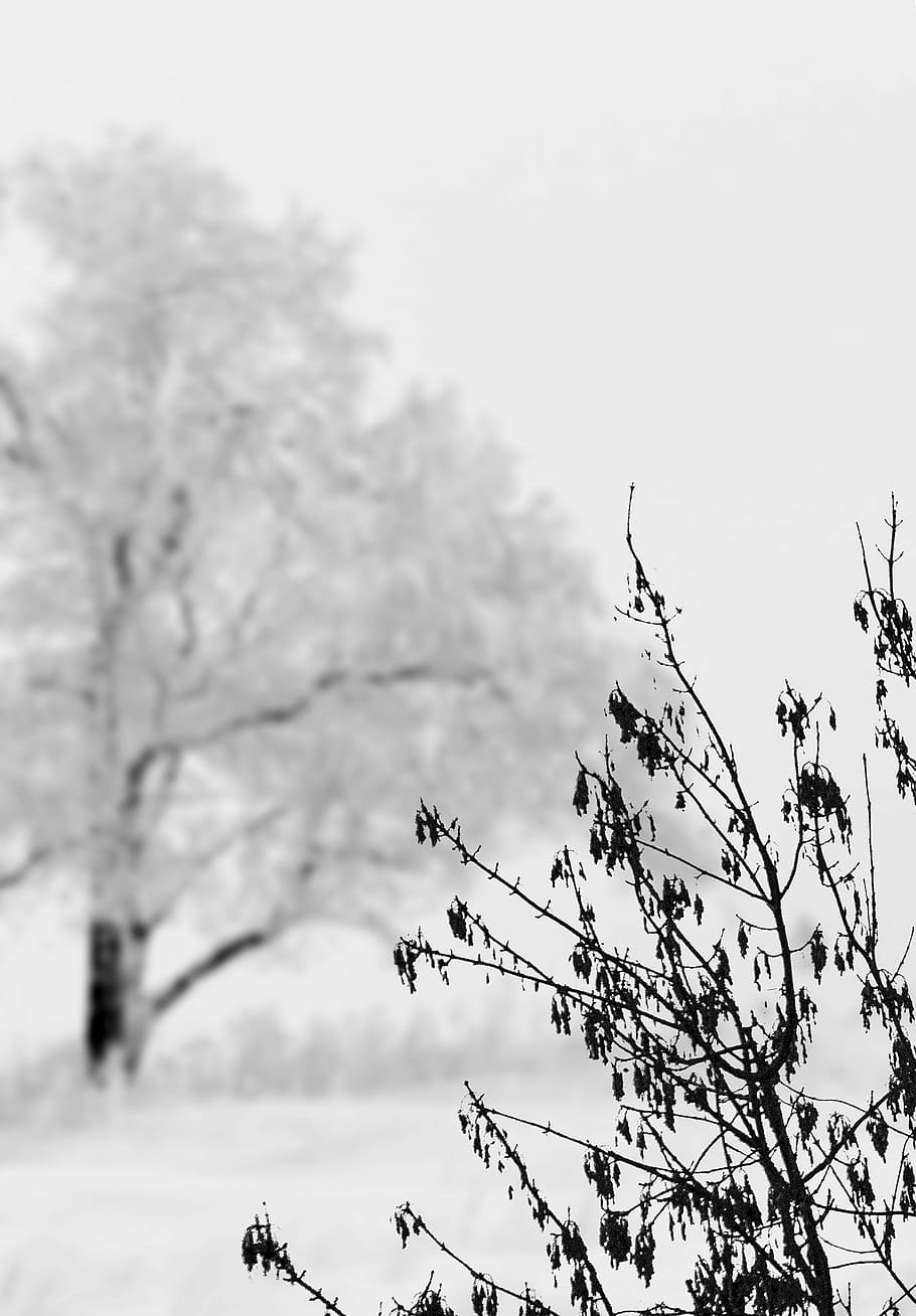 snow, landscape, winter, cold, white, tree, bush, plant, sky HD wallpaper