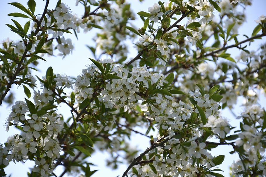 cherry blossoms, spring, dacha, branch, leaves, nature, tree HD wallpaper