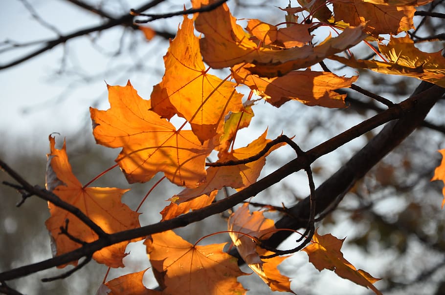 foliage, autumn, yellow, tree, nature, park, autumn foliage HD wallpaper