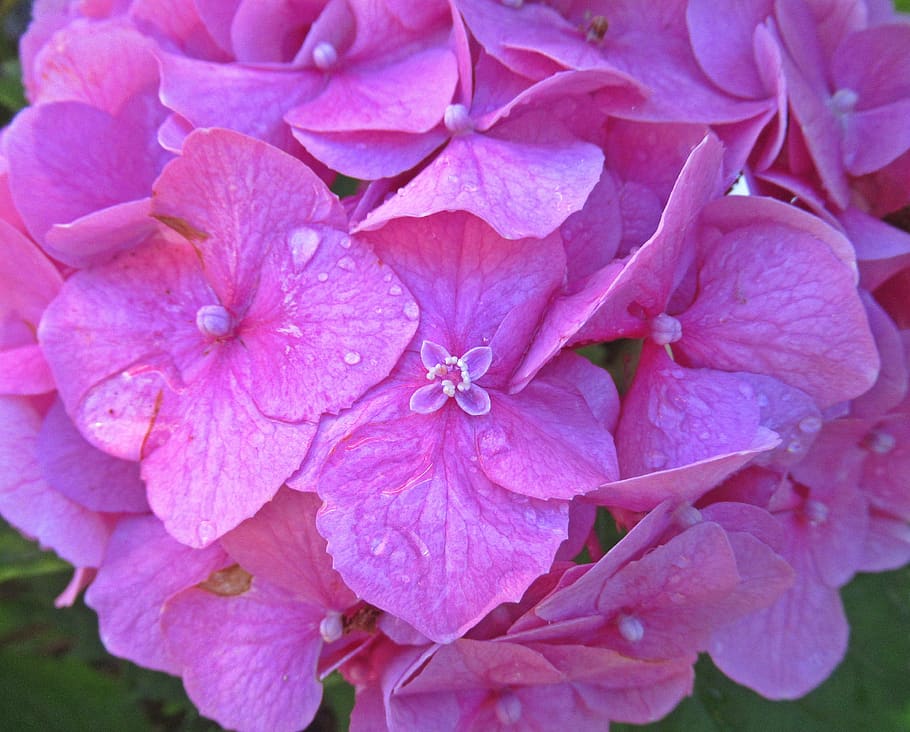 flower, hydrangea, petal, flowering plant, fragility, vulnerability HD wallpaper