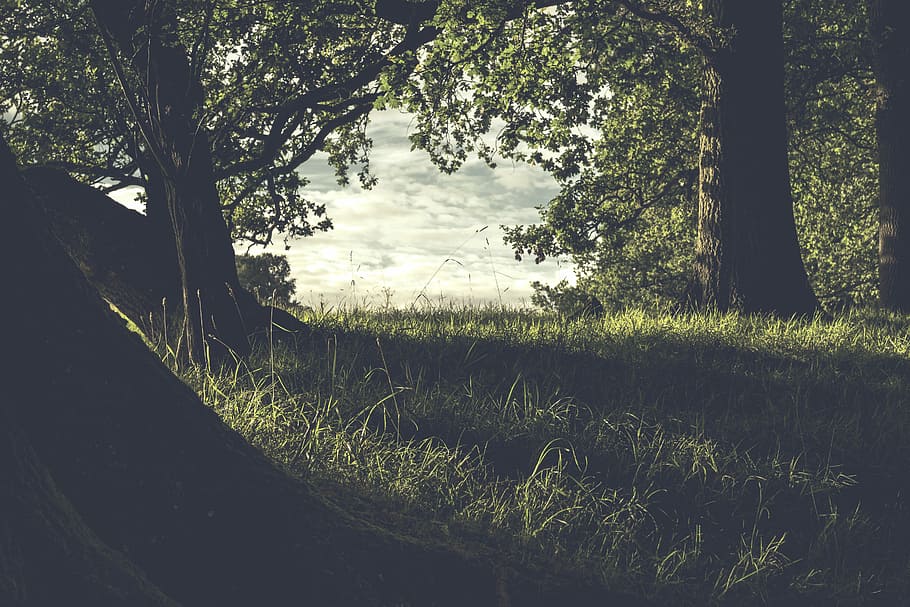 green trees with body of water ahead, green grass field with trees HD wallpaper