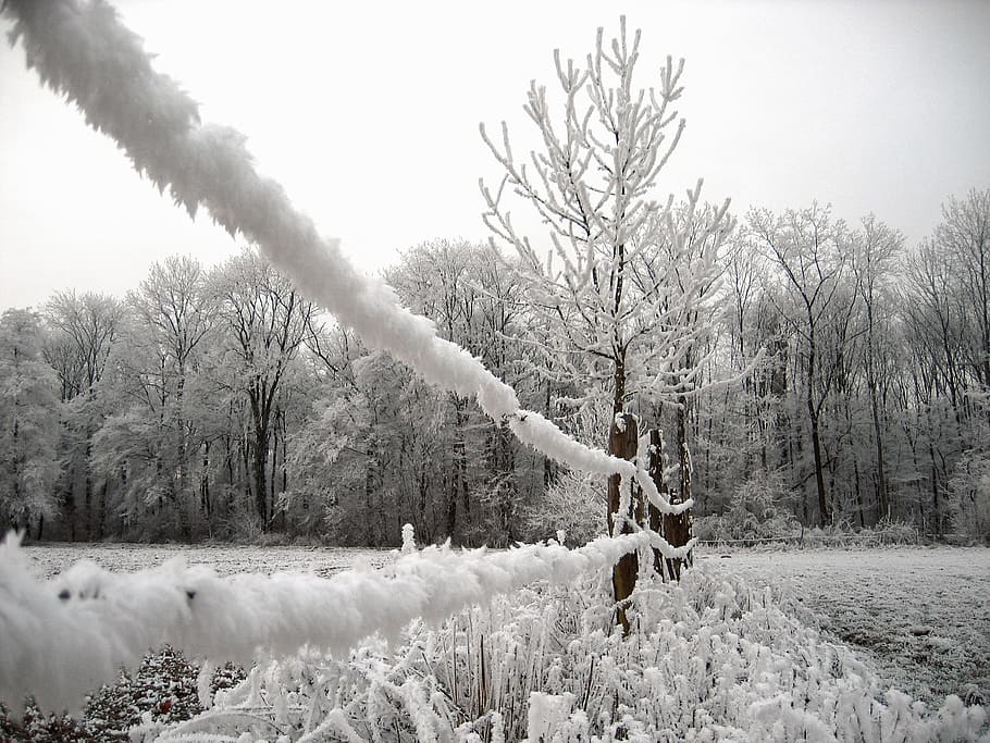 ice, hoarfrost, cold, snow, winter, meadow, fence, tree, trees HD wallpaper