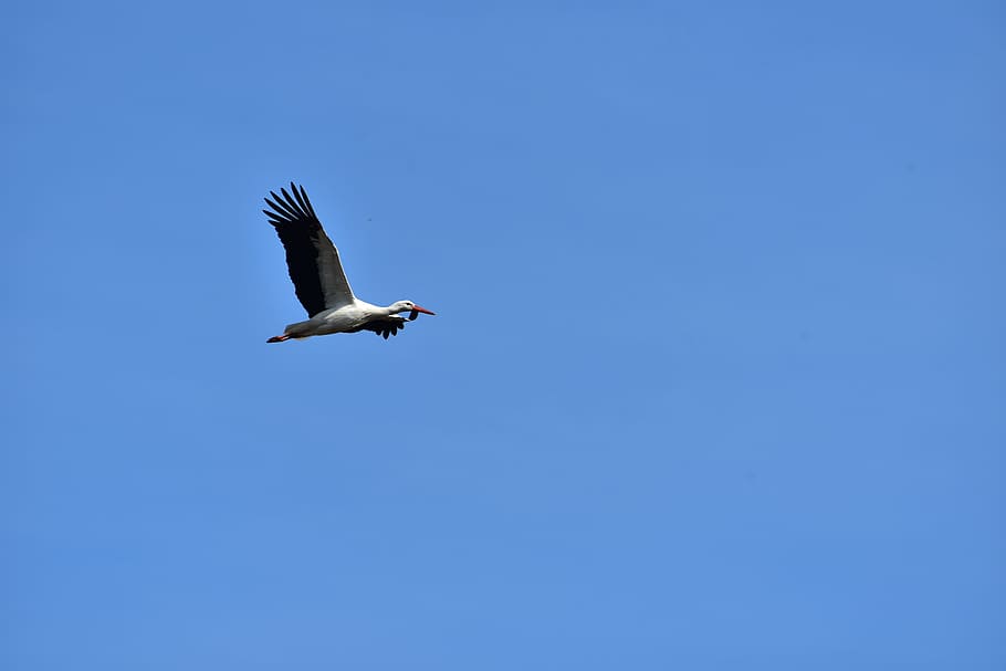 Stork, Fly, Black White, sky, bill, rattle stork, white stork HD wallpaper