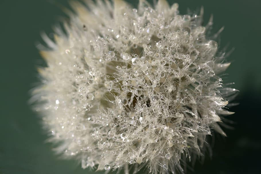 dandelion, drops, dew, plant, wet, close-up, beauty in nature HD wallpaper