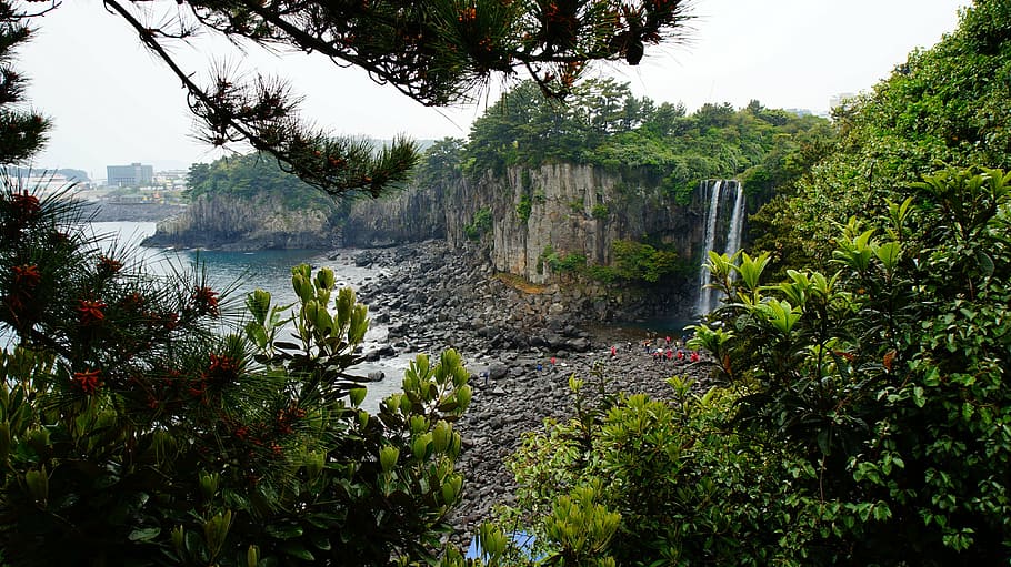 jeju square falls, plant, tree, growth, water, beauty in nature HD wallpaper