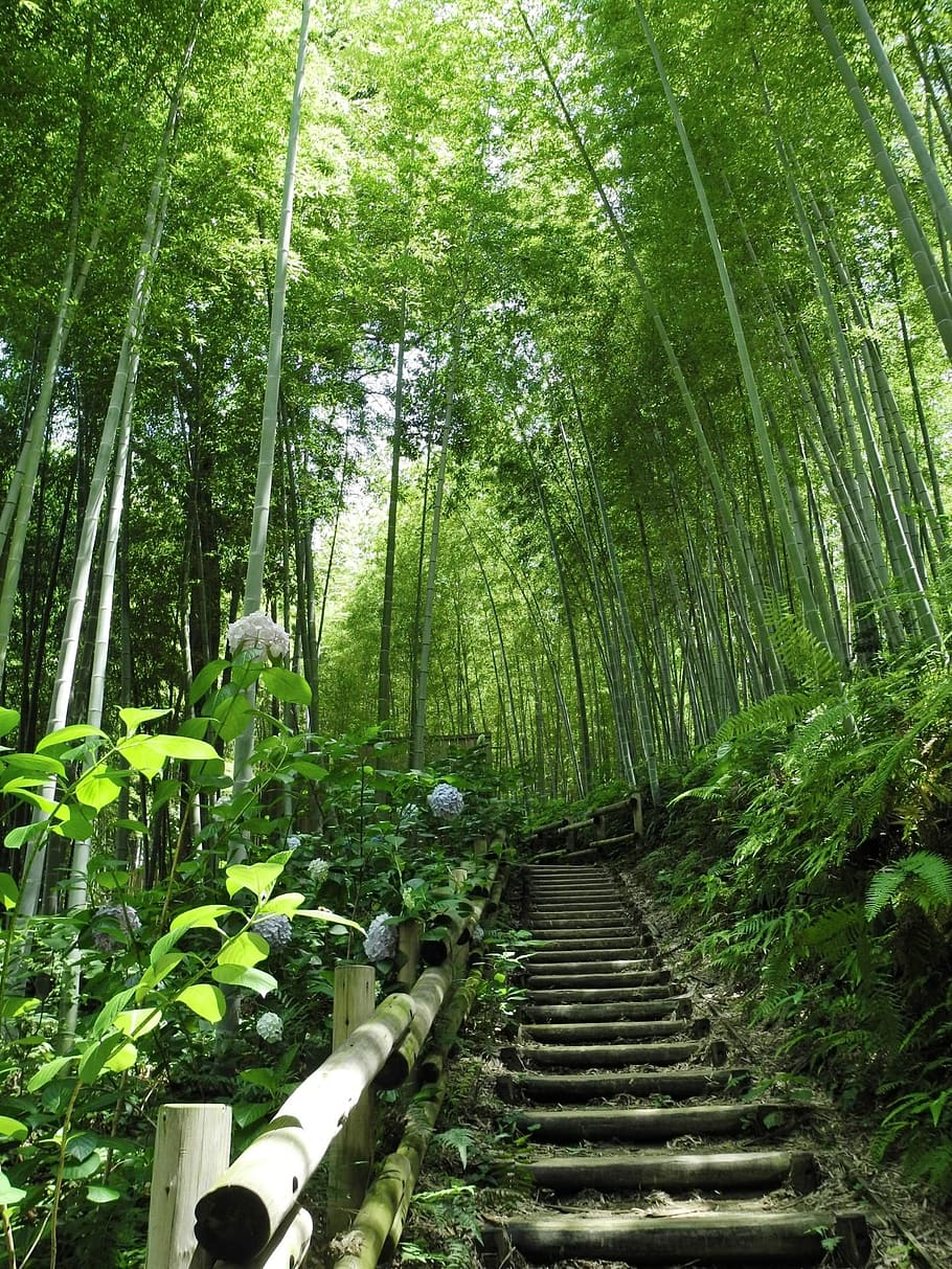 upstairs at the middle of forest, bamboo, japan, tree, organic HD wallpaper