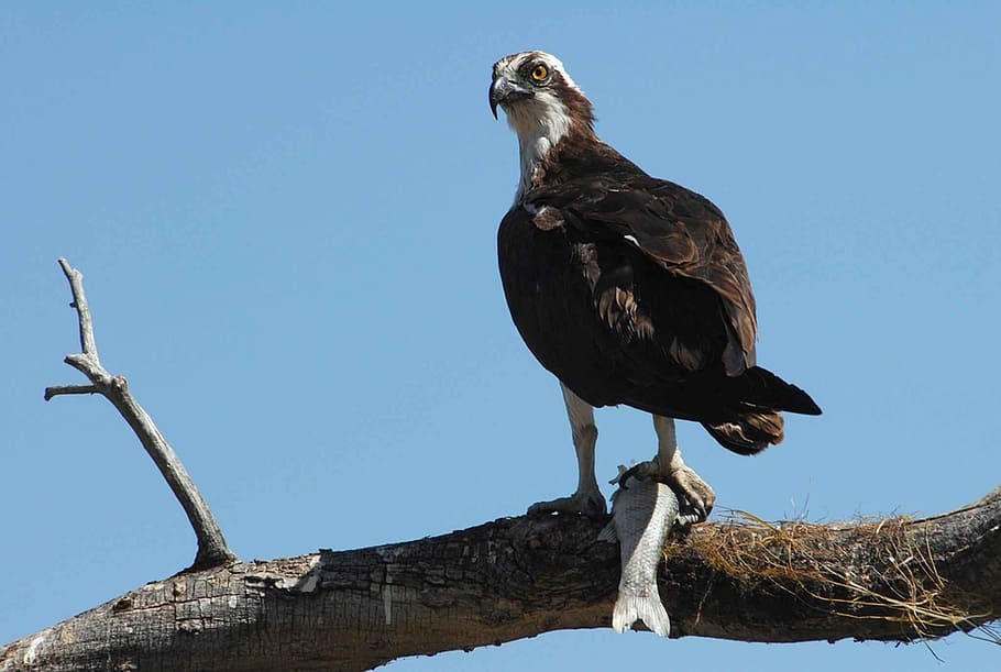 catch, its, limb, perches, an, osprey, birds, animals, fauna HD wallpaper